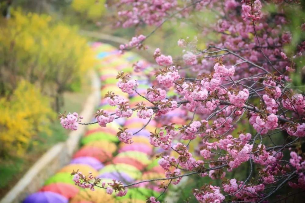 4月19日,你能在旅顺尽享樱花之美!
