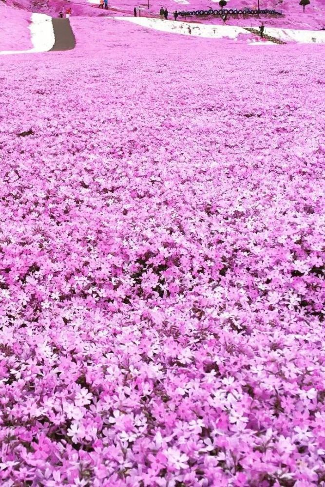 北海道变花了 速来围观