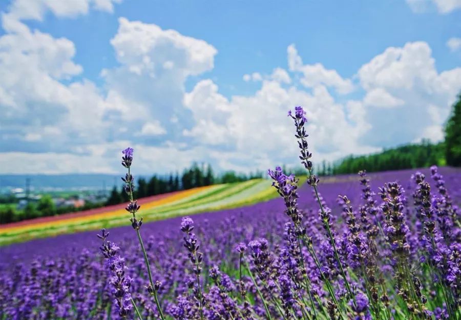 北海道变花了 速来围观