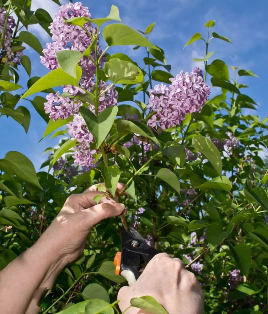 紫丁香养成院子里灿烂开花的灌木植物 定期修剪极其关键