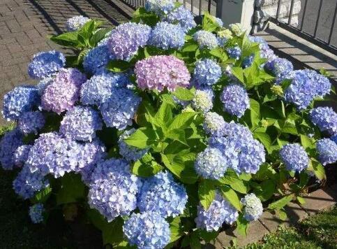 绣球花光长叶子不开花 注意2个关键点 叶多 花多 花朵大