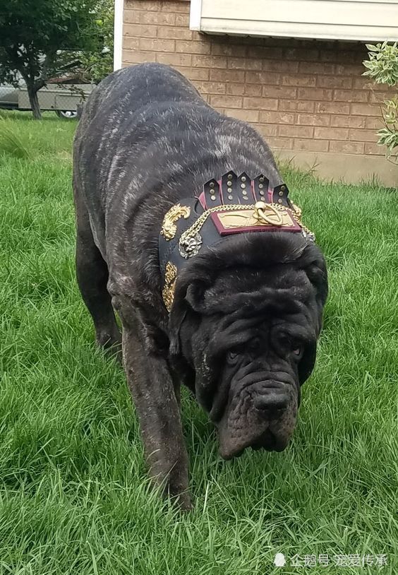 这4个亚洲犬种,可与欧美猛犬叫板,中国2员悍将入围