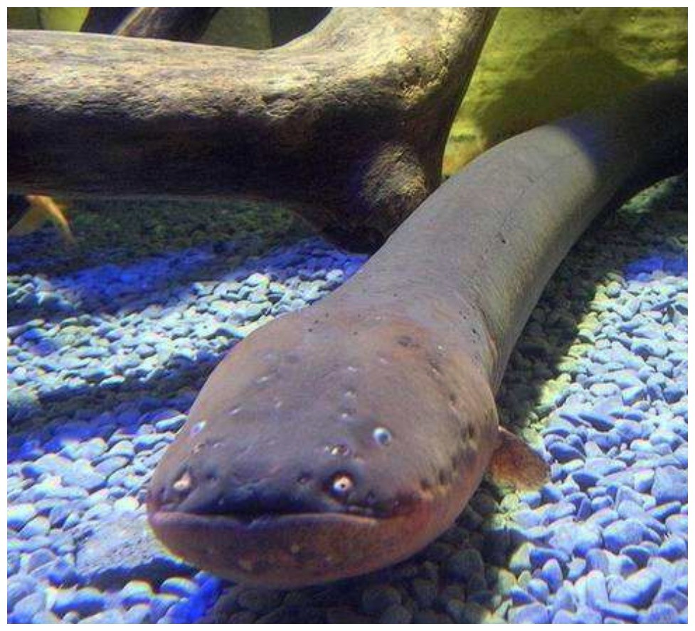 别小看这种带电的鱼,它长得是丑,可实力如同漫