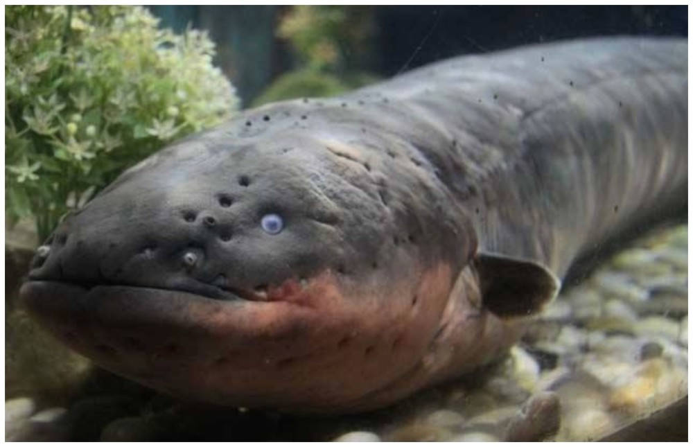 别小看这种带电的鱼,它长得是丑,可实力如同漫