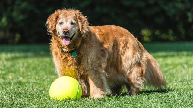 狗狗1岁=人7岁,是上世纪的算法,附最新狗狗和