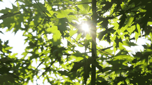 640_360gif 动态图 动图