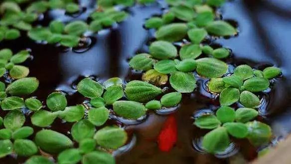 萍始生丨是说谷雨时节,气温升高,水面上升,水中的浮萍开始生长.