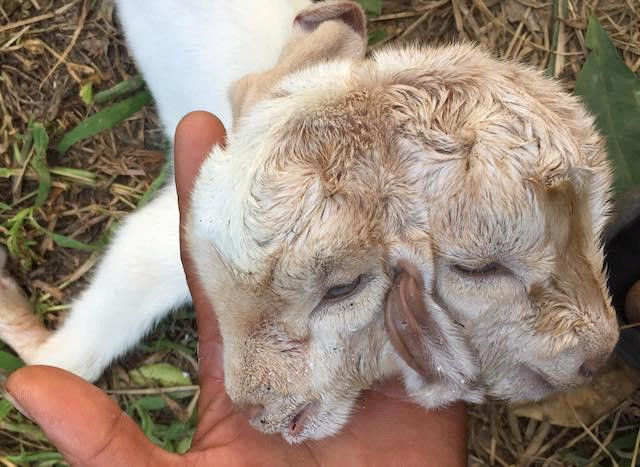 越南现罕见的双头小羊羔,一只羊有四只眼两个鼻两张嘴和三个耳朵