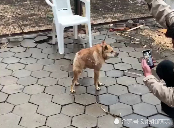 据了解,这种狗狗虽然学名做阿西莫多犬,但卡西莫多一开始也只是一只