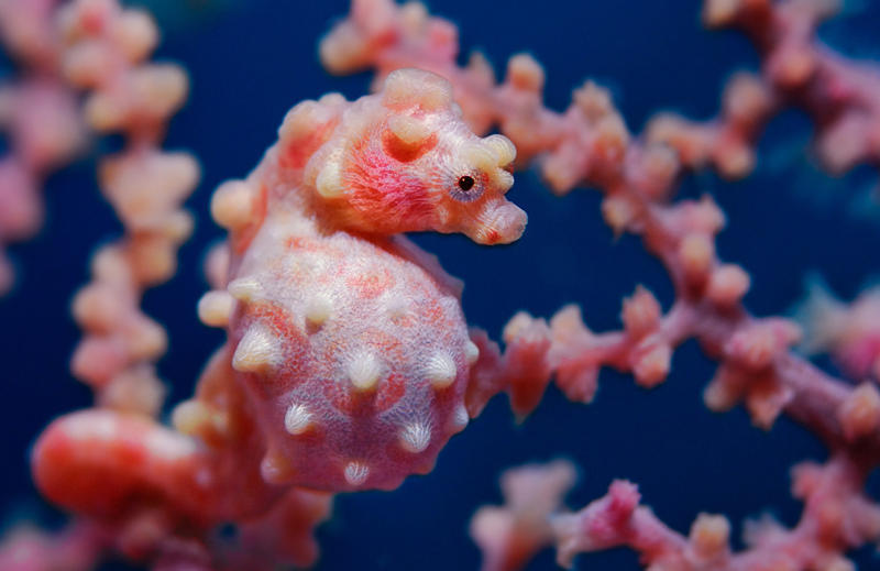 萌萌的豆丁海马是个小吃货 喜欢在海洋里躲猫猫(图)