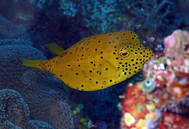 以有机碎屑,藻类,海绵,小蠕虫等为食,有时也会摄食甲壳类或小型鱼类