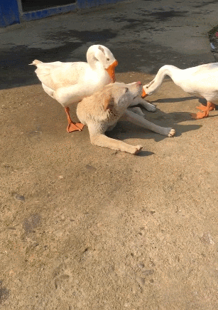 307_435竖版 竖屏gif 动态图 动图