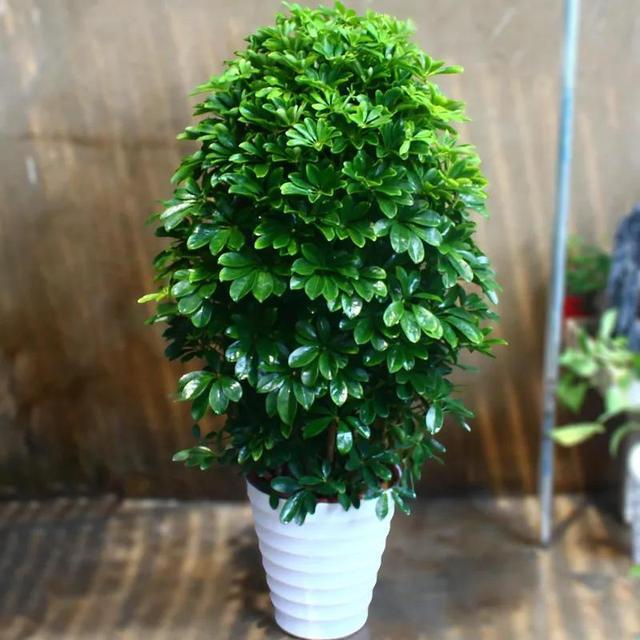 懂花人喜欢3种"招财树",养客厅枝粗叶绿,比发财树好养10倍