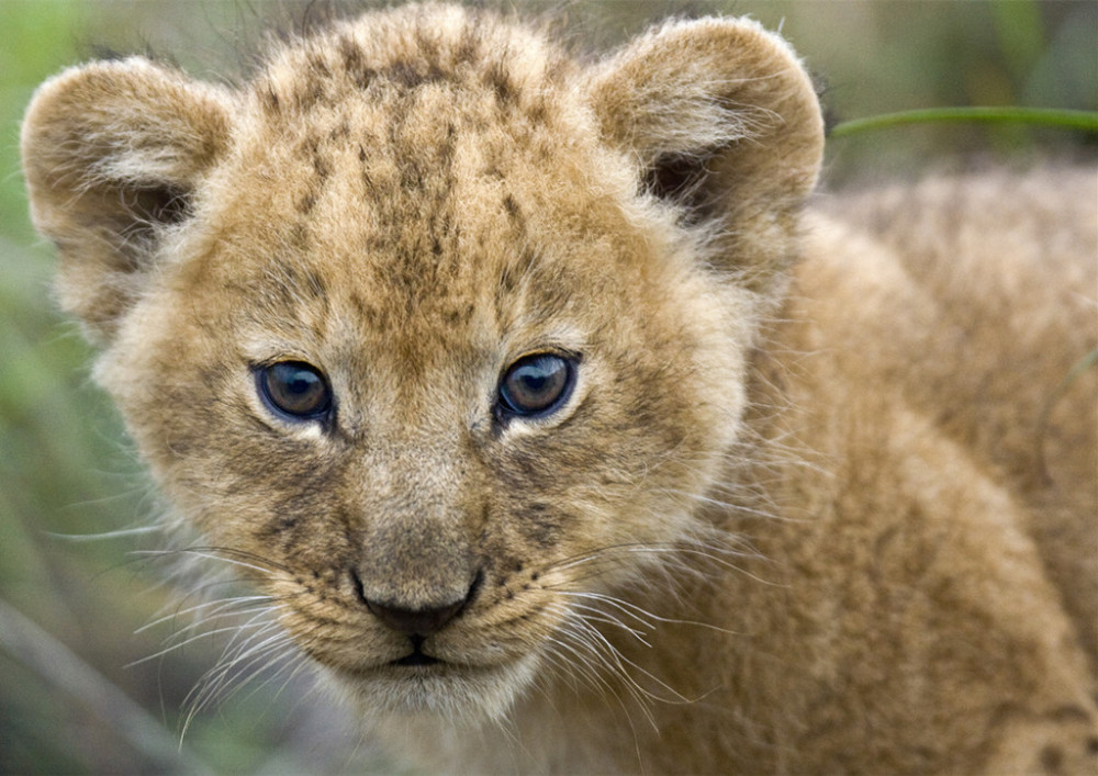 小狮子们看上去长得都一个样,动物学家却能"一眼"区分