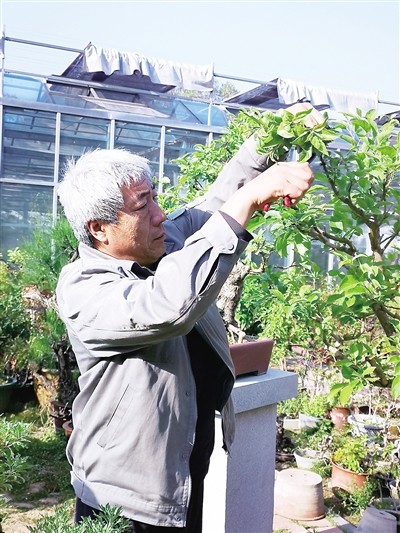 王小军倾心盆景40年 做到极致带来美