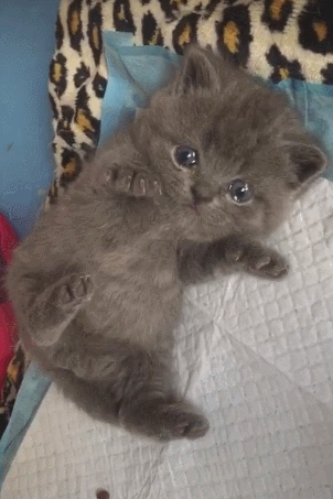 小奶猫不想被抓住两眼泪花奶凶的猫要抓我凶你哦