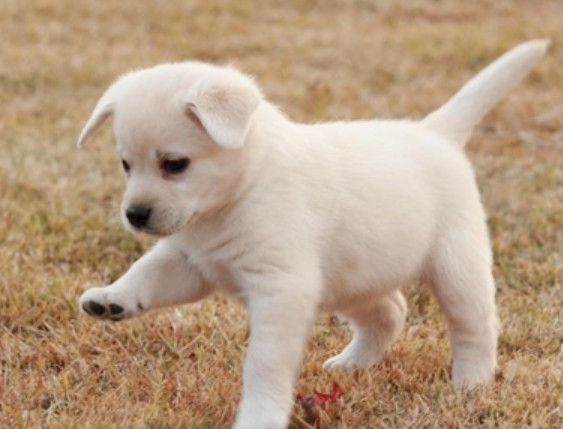 家中出现三喜,好事接踵而至,三喜是哪三喜?代