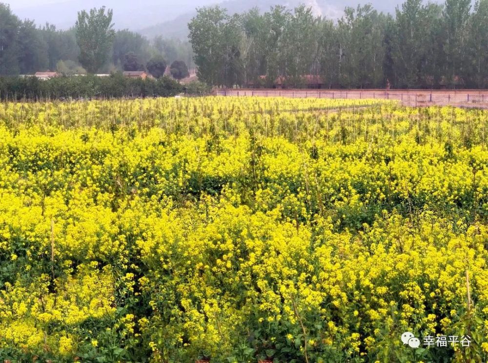 平谷六百多亩油菜花开成海 快约,在这!