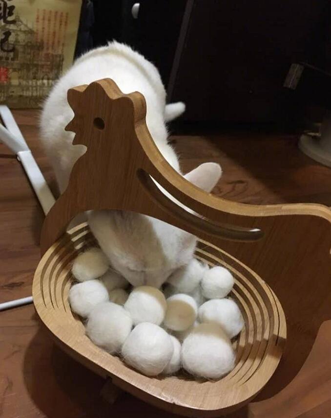 会"下蛋"的猫见过吗?这只猫不仅能"下蛋",下的还不少!