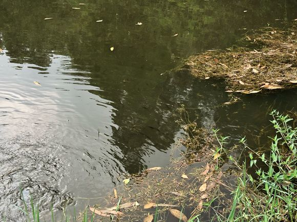 多年未见!农村小河现大量"五彩鱼",体型肥硕似鲫鱼