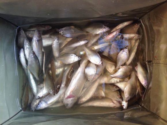 多年未见!农村小河现大量"五彩鱼",体型肥硕似鲫鱼