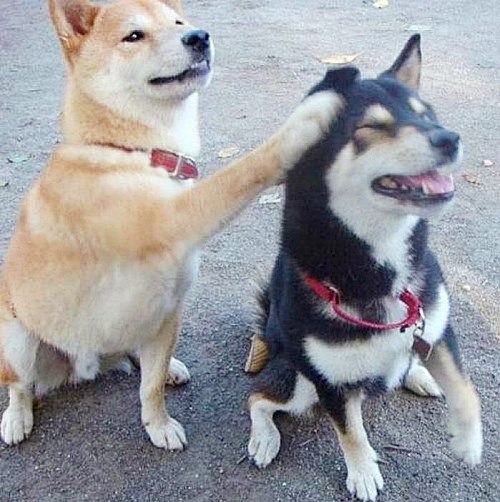 为什么狗狗喜欢被摸头?对它而言这个举动代表什么?