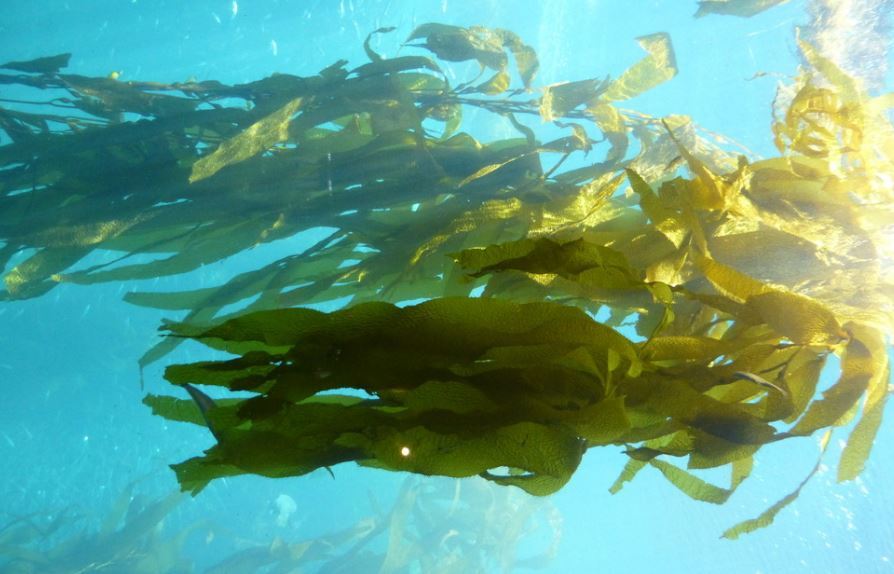 海带紫菜海白菜经常吃你对它们了解多少