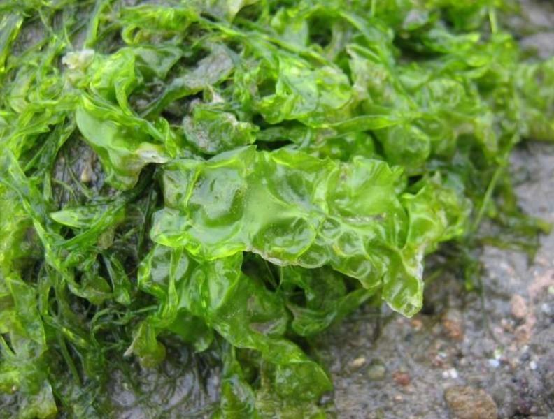 海带紫菜海白菜经常吃你对它们了解多少