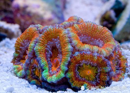 珊瑚裸尾鼠图片