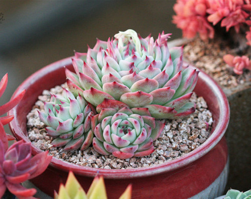 多肉林赛怎么养更紧凑?教你3个小妙招,养出叶片红润饱满的林赛