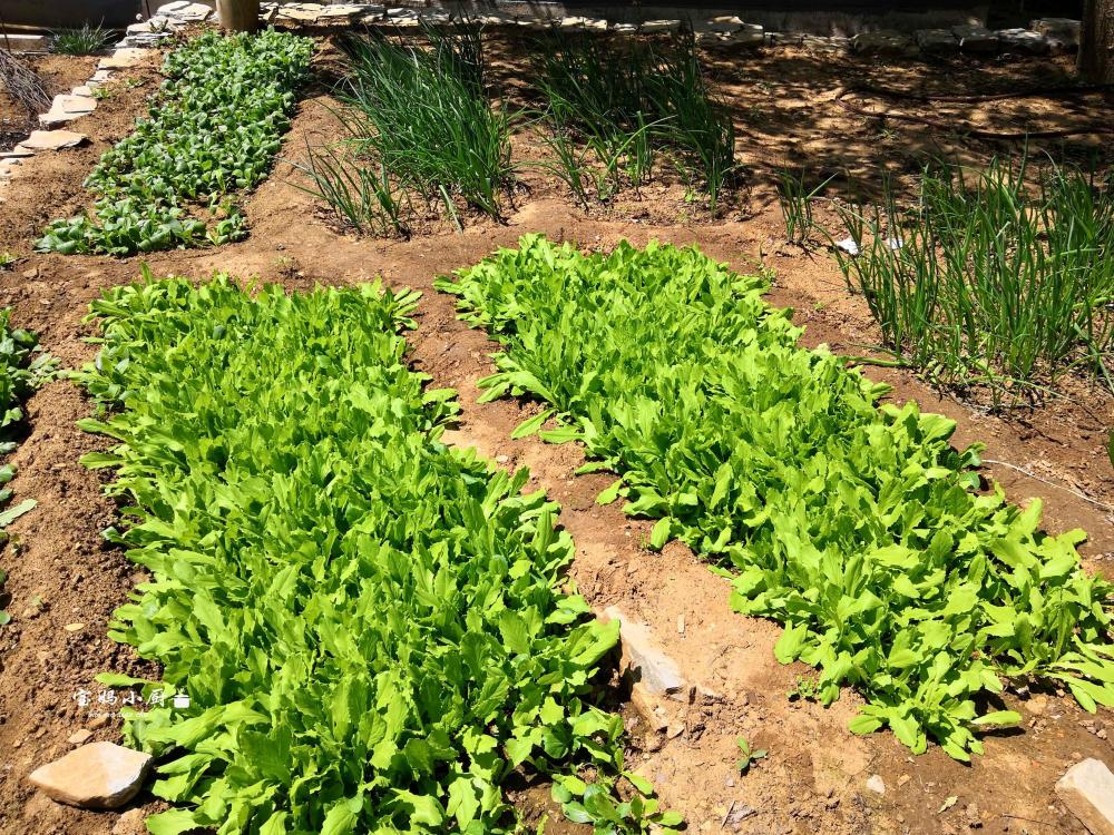 阿姨家屋後有個小菜園,一畦畦種滿了小菜,水蘿蔔,油麥菜,韭菜,小蔥,綠