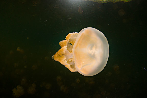 金色水母也被称为黄金水母,是水母湖里的主角,它们的八只触手短小肥厚