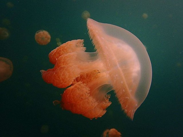 奇妙自然黄金水母每天追太阳犹如水中向日葵图