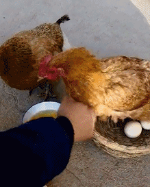 杨庆闲|过年从家里拿来的土鸡蛋，跟超市的有啥不一样