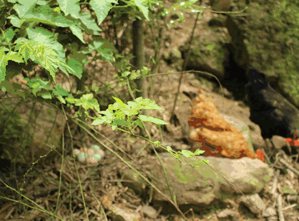 杨庆闲|过年从家里拿来的土鸡蛋，跟超市的有啥不一样