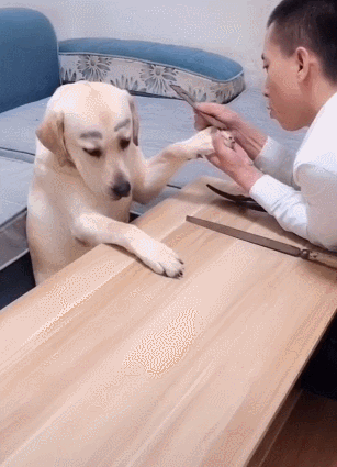 狗狗被抓着修指甲大剪刀吓坏狗一动不动小眼神太逗了