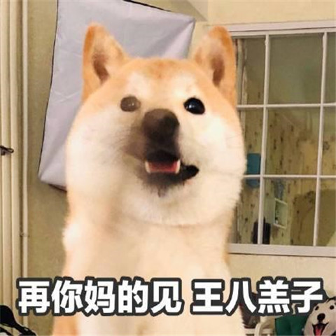 甜寵搞笑表情包,柴犬哭窮,網友:圖一好像我和爸媽拿錢的場景