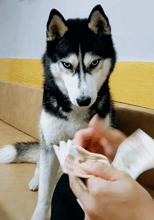 主人当着狗面数钱哈士奇负责清点吐口水撸手有模有样