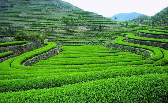 种地不赚钱,农民还怎么坚持?泰国农民也一样