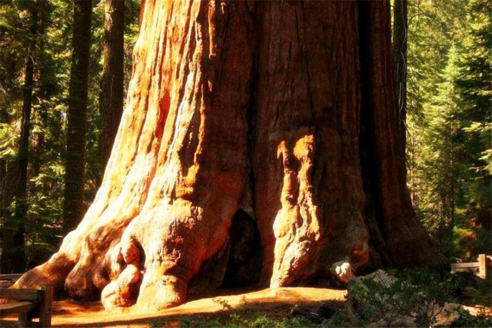 世界上体积最大的树:直径超过11米,在商朝的时候就已种下