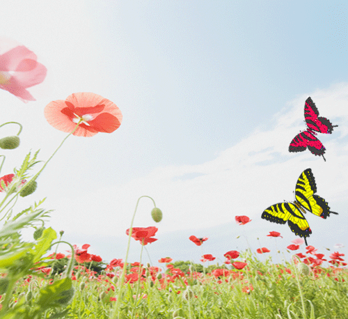 繁花争奇斗艳,房山这个生态花园免费参观!
