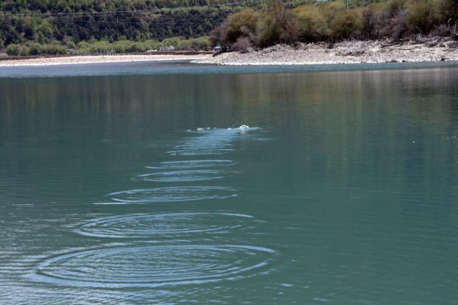 很多人小时候都打过水漂,根据吉尼斯纪录记载,打水漂世界纪录最多打了