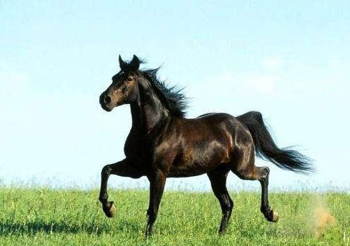 俗语:"好马不吃回头草,浪子回头金不换",是你理解的意思吗?