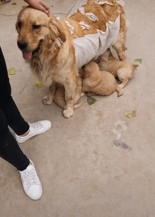 主人给金毛做一件断奶衣,不用母子分离,断奶效果杠杠滴_腾讯新闻