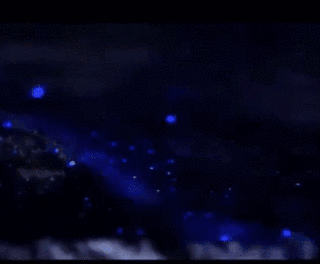 蓝眼泪|蓝眼泪震撼爆发，堪称“海上萤火虫” 仅生存几十秒