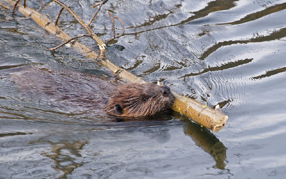 动物也会筑水坝土木建筑师河狸可真厉害图