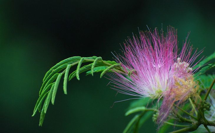 每天中午都会瞌睡虫来袭没想到植物也爱午睡呀