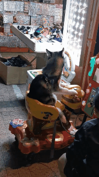 二哈在门口坐摇摇车半天不肯下来二哈再来五块钱的