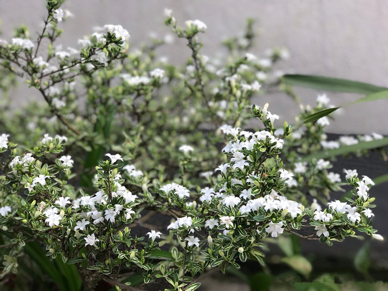 适合六月养的植物 种植容易 花叶共赏 株型美观 还可做盆景 腾讯新闻