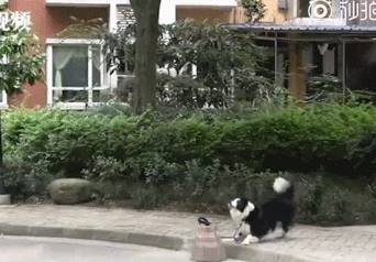 别惹鸟 会被报复的